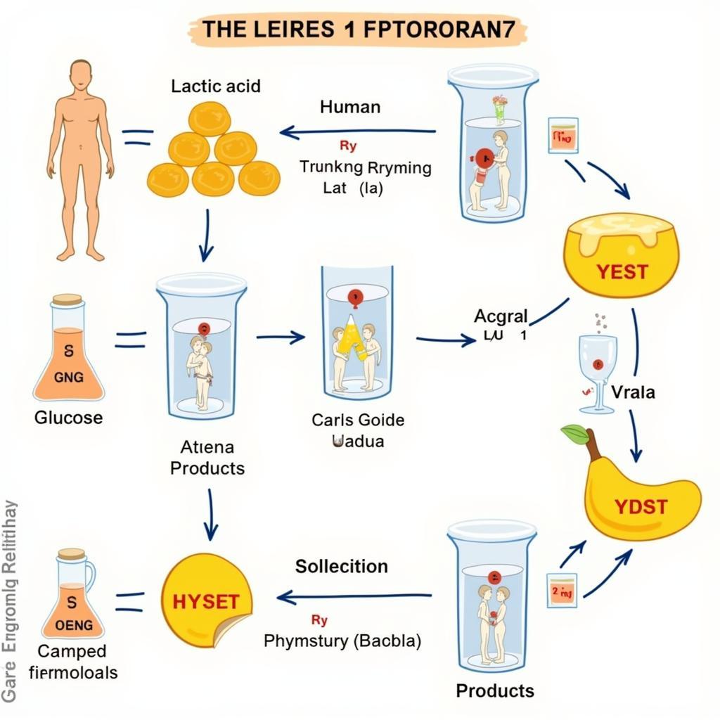 Các loại lên men