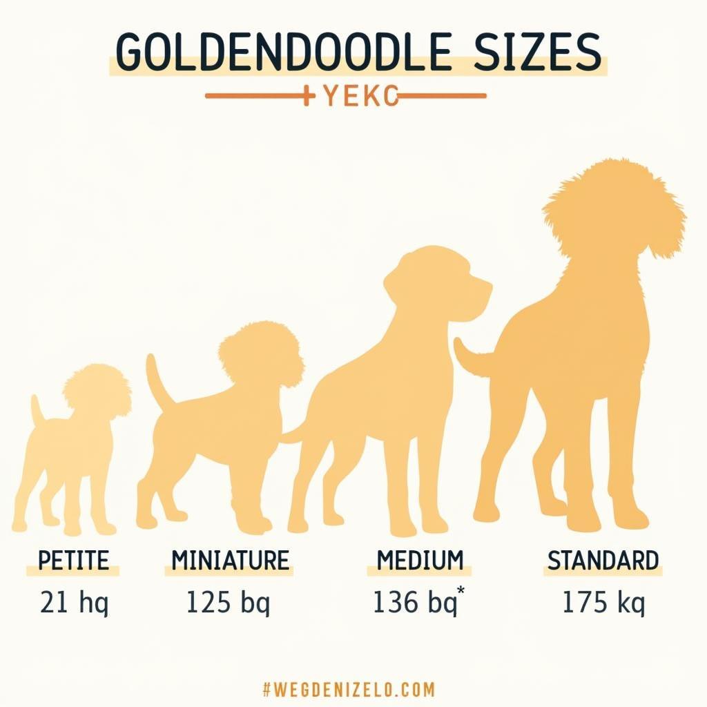 Goldendoodle Size Variations