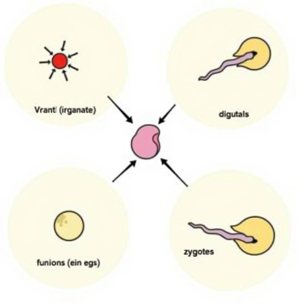 The process of sexual reproduction