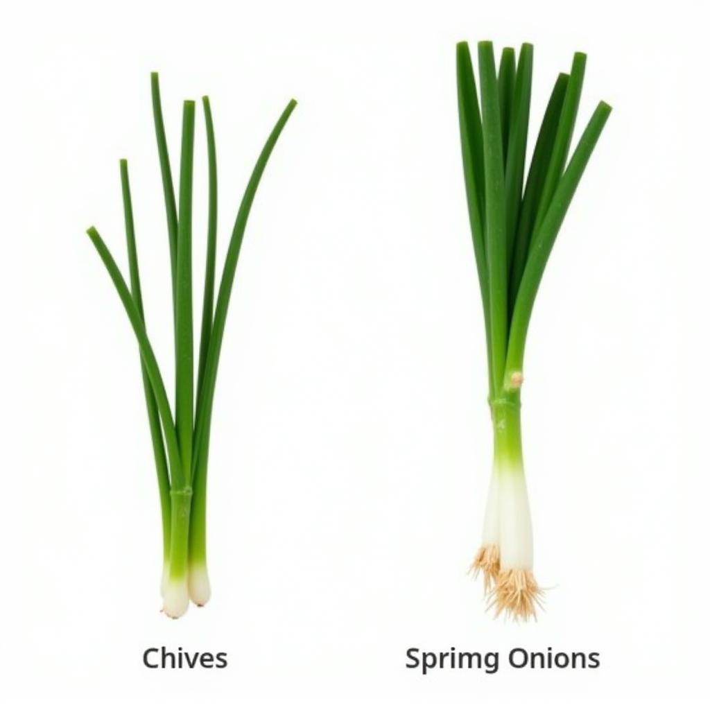 Phân biệt Chive và Spring Onion