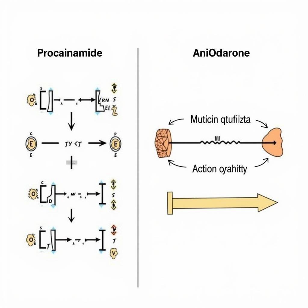 Cơ chế hoạt động của Procainamide và Amiodarone