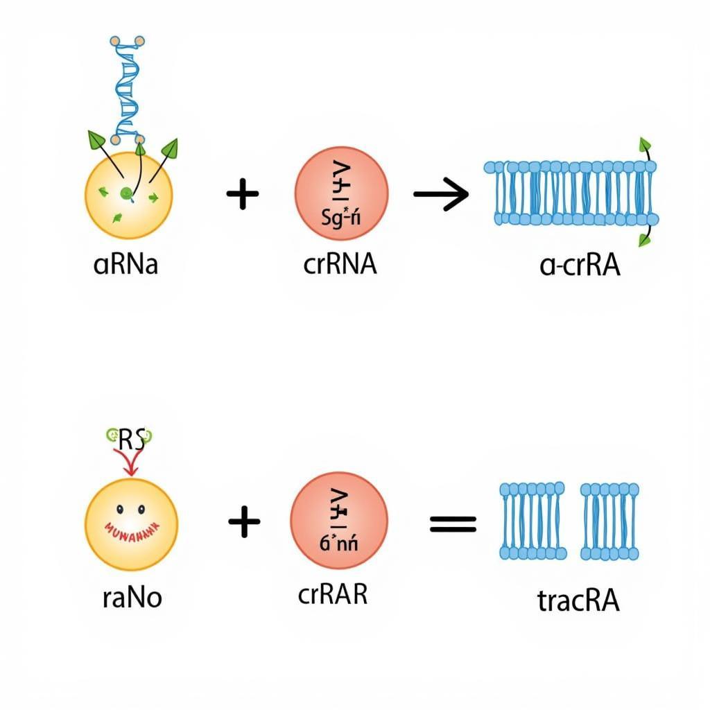 Các dạng gRNA